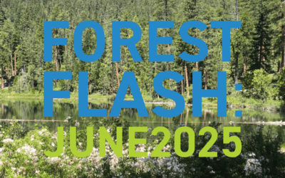 Forest Flash: June 2025