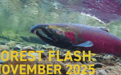 Forest Flash: November 2025