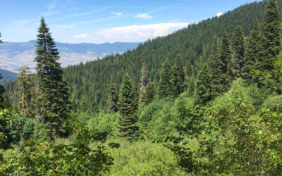 A Bright Spot in a Divided Time: Advancing Forest Conservation through Bipartisan Leadership