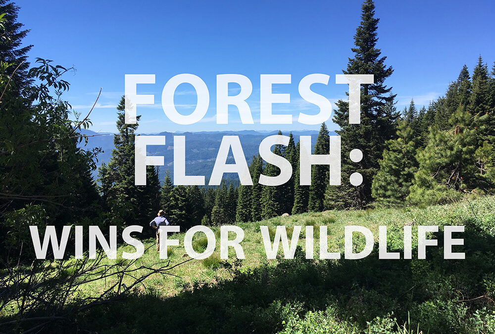 Wins for Wildlife