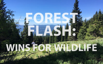 Wins for Wildlife