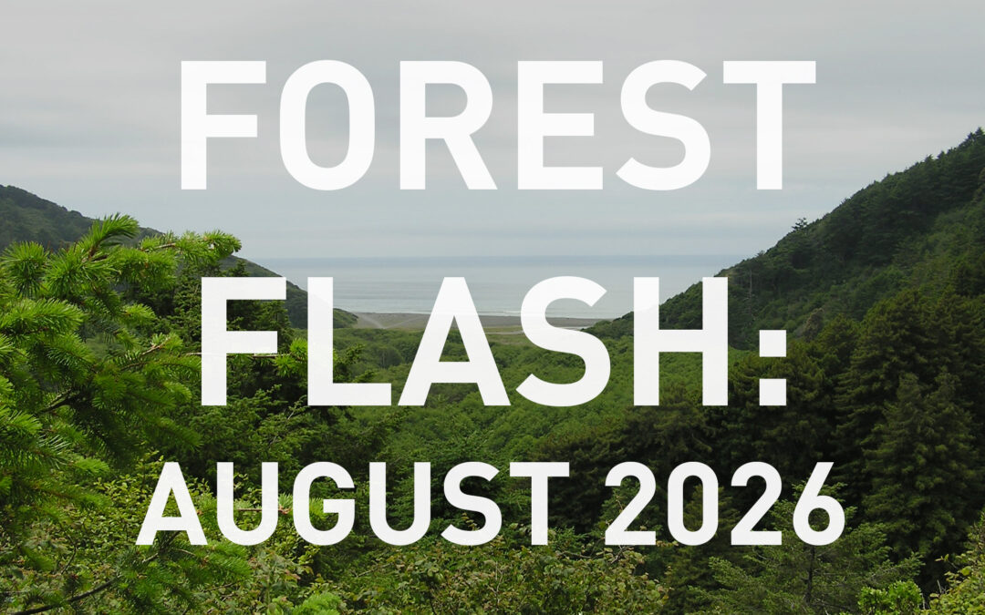 August Forest Flash