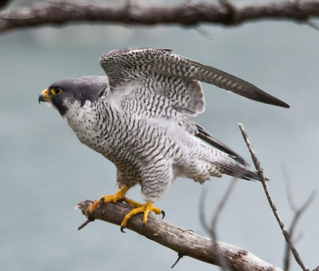 Male Peregrine Falcon