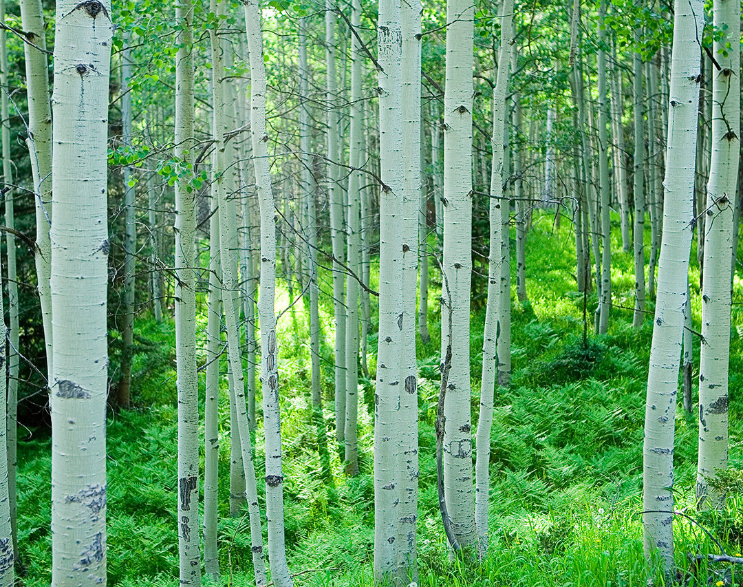 Aspens-in-New-Mexico