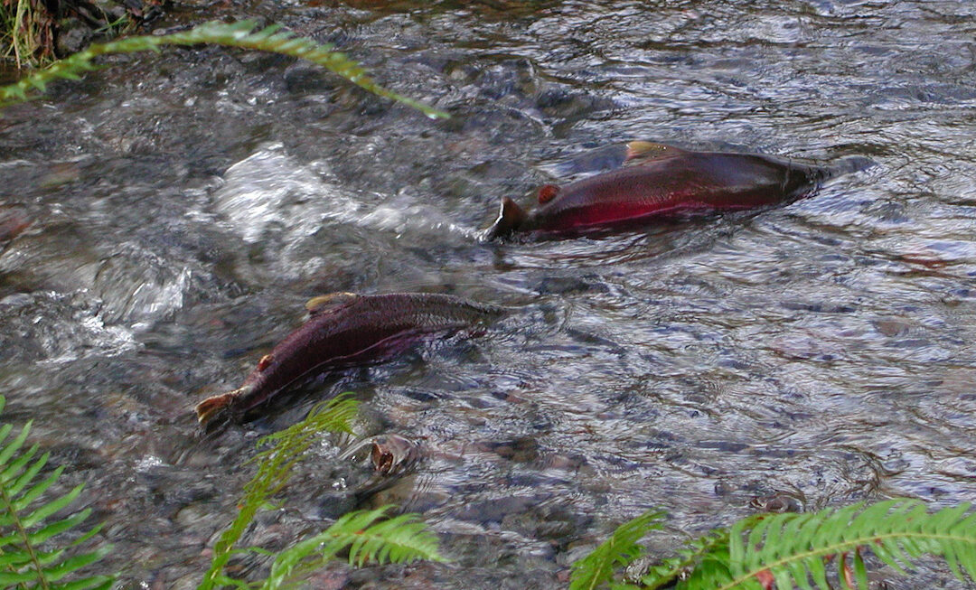 Coho_Salmon_Oregon_Department_of_Forestry