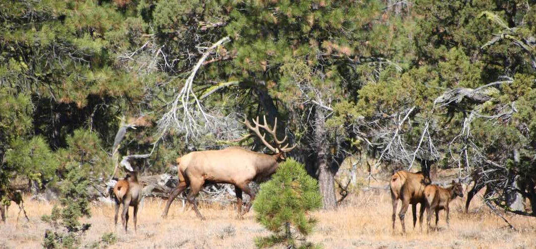 Goose_Lake_Elk