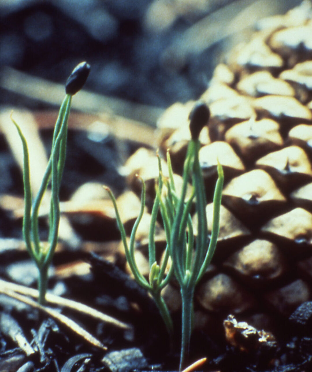 Lodgepole_pine_seedlings_Yellowstone