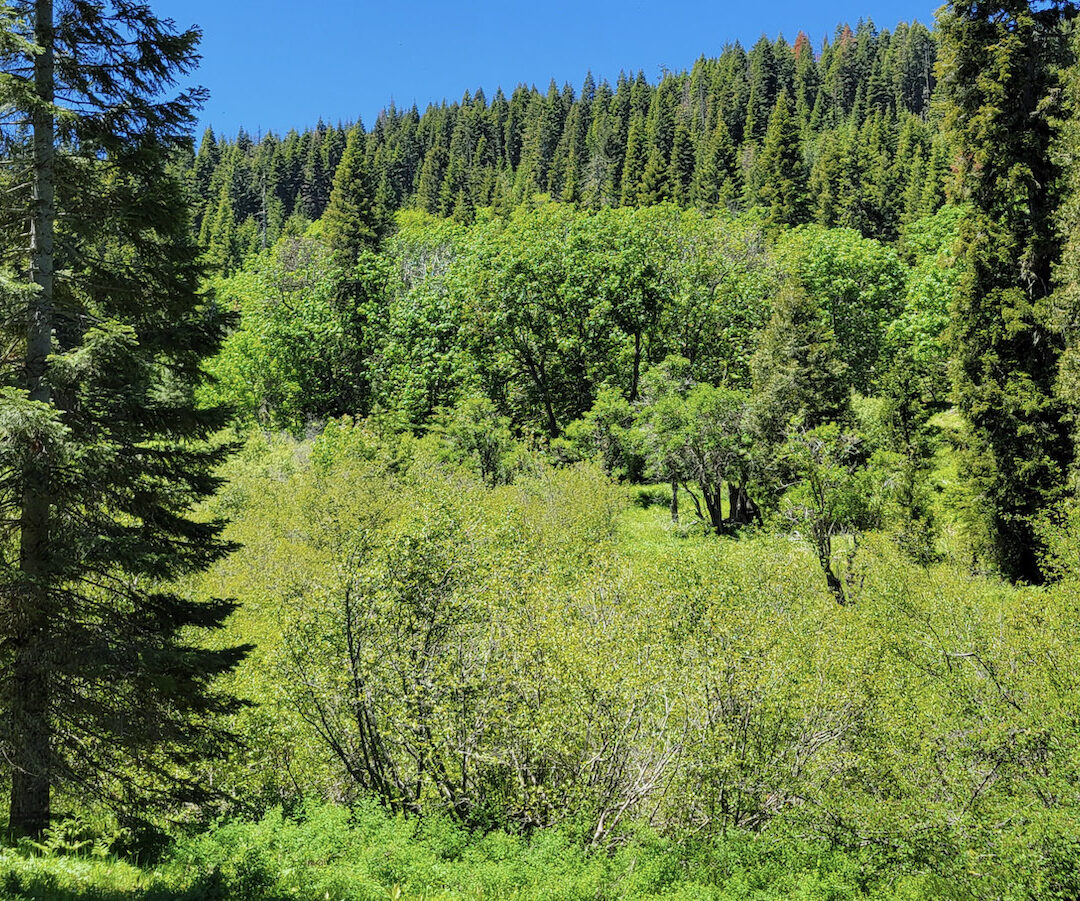 Mt. Ashland Forest