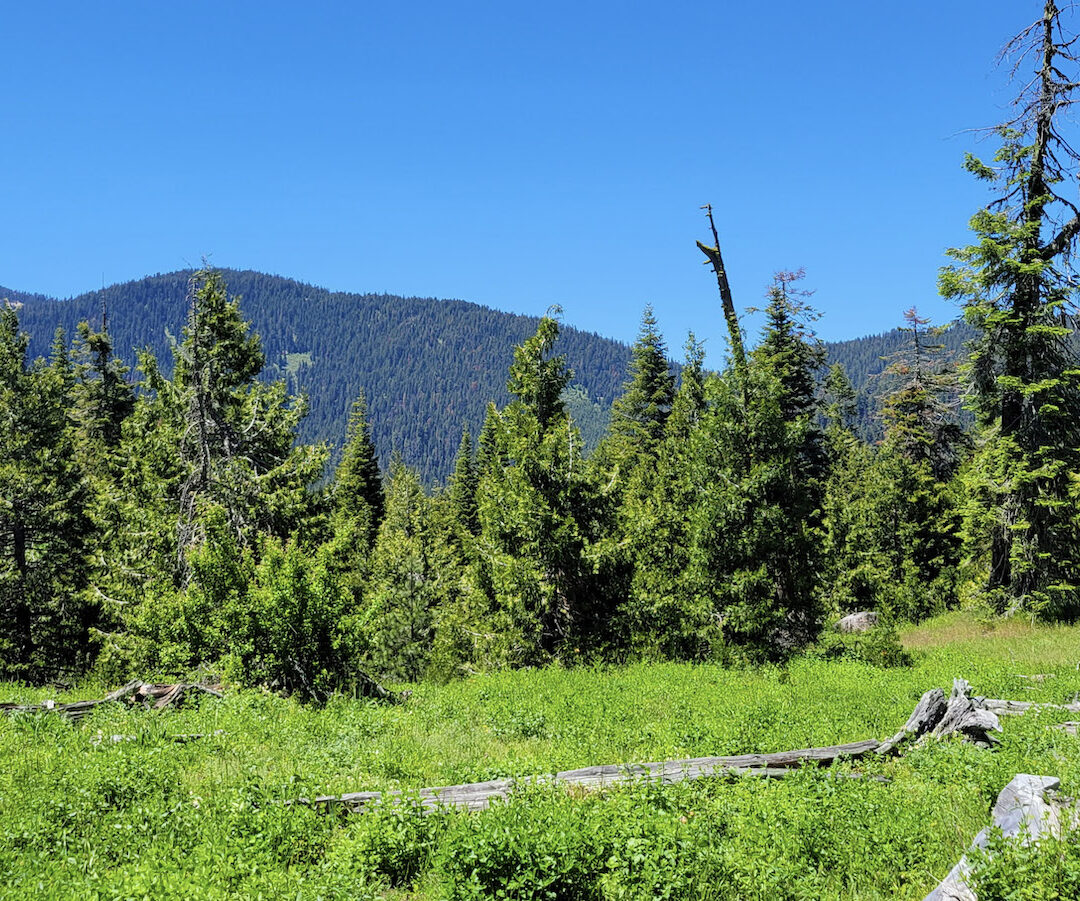 Mt. Ashland Forest 2