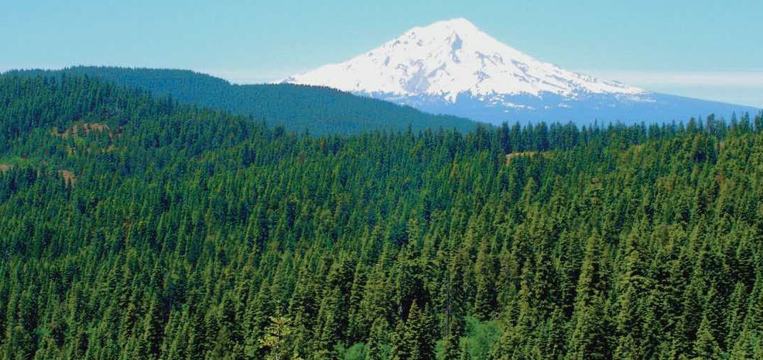 Roseburg_Mount_Shasta