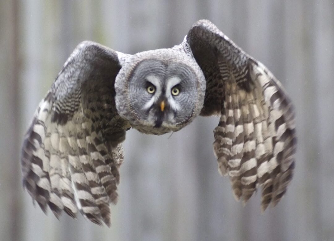 Strix_nebulosa_Great_Gray_Owl_Arne_List