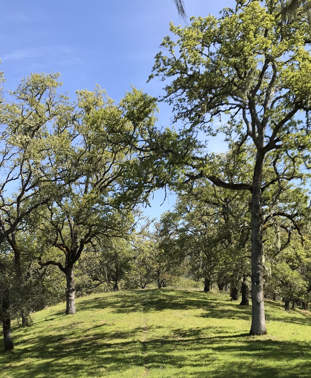 oak woodlands